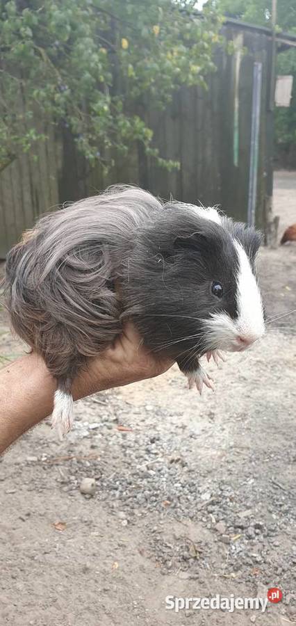 Świnka morska samica Gryzonie Starczanowo