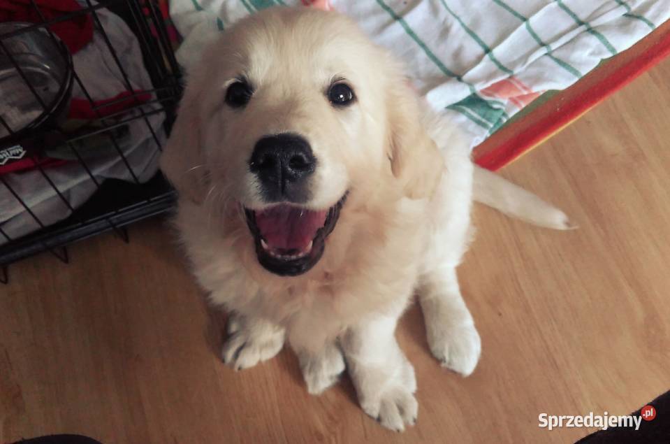 Reproduktor Ch Golden Retriever ZKwP FCI Krycie Kraków