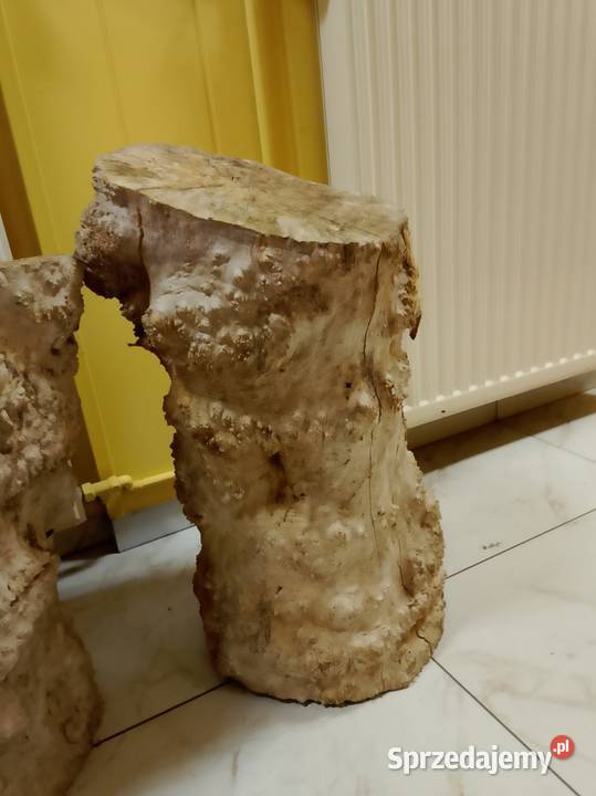 Czeczot topola klon Pozostałe Nowy Tomyśl