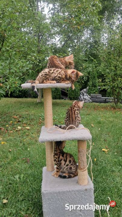 koty Bengalskie