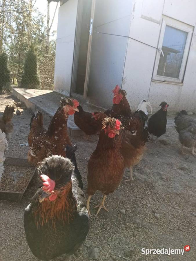 Jaja lęgowe czubatka staropolska Krupe