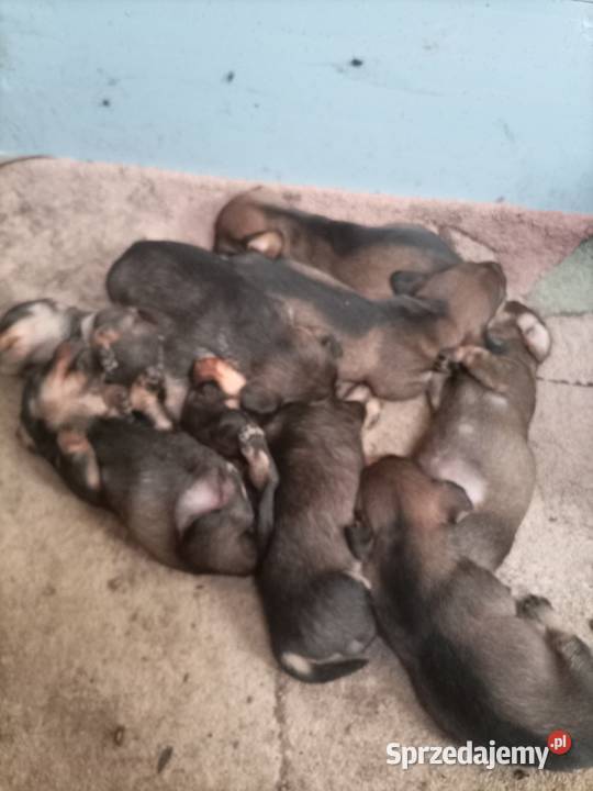 Jamnik szorstkowłosy miniatura łódzkie Błaszki sprzedam