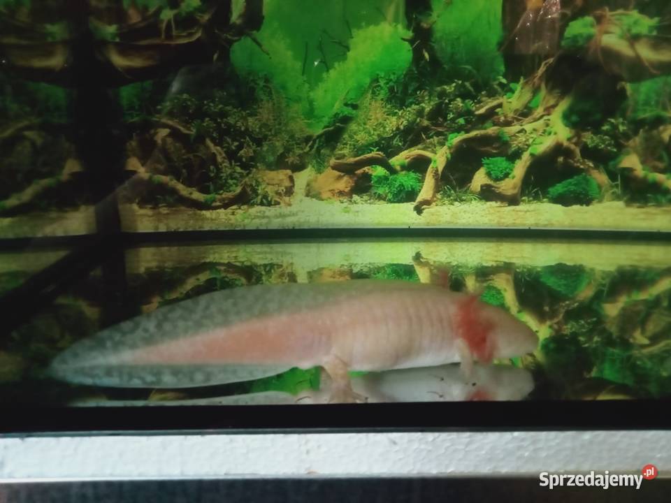 Akselotl Piękne Okazy Mysłowice