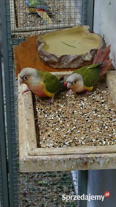 Rudosterki zielonolice Pineapple Ptaki Złotoryja