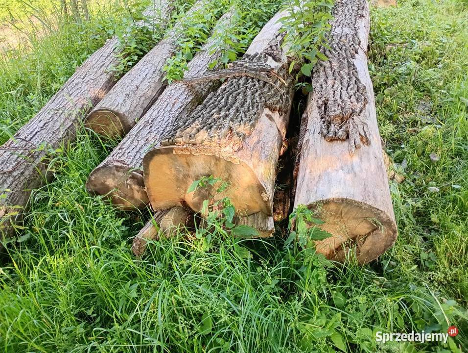 Drewno Dąb Parszów