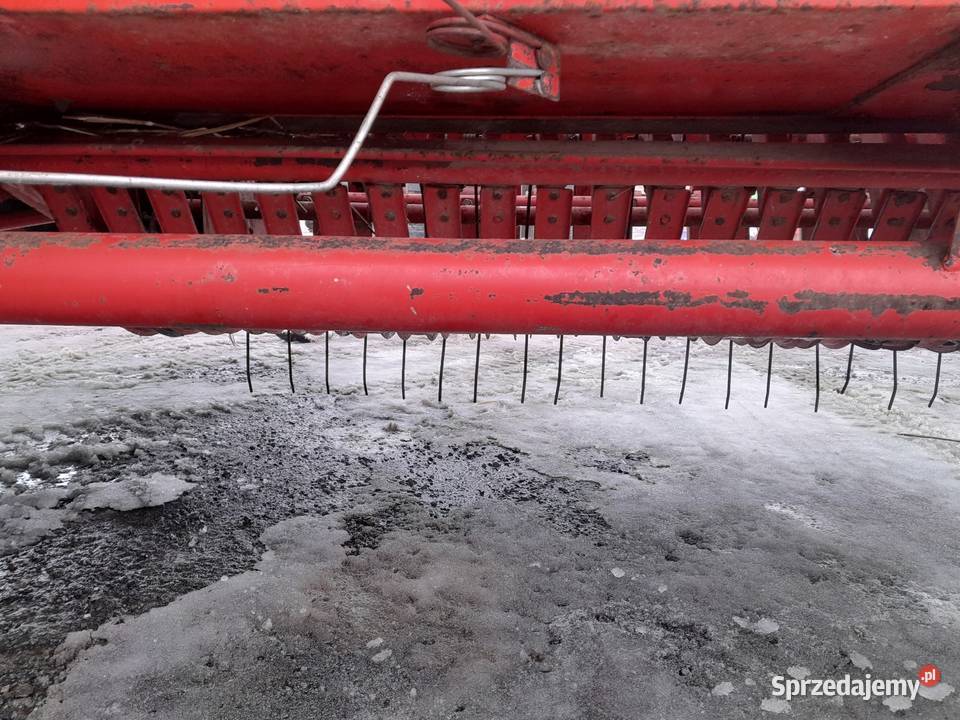 Sprzedam prase welger ap 52 sprowadzona Lechów