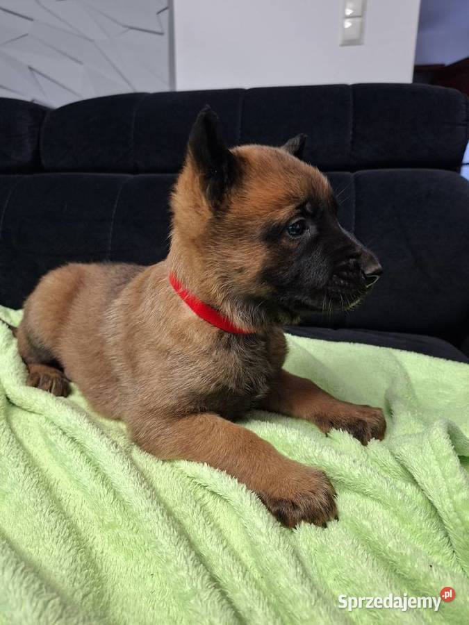 Owczarek Belgijski Malinois Szczeniaki Częstochowa
