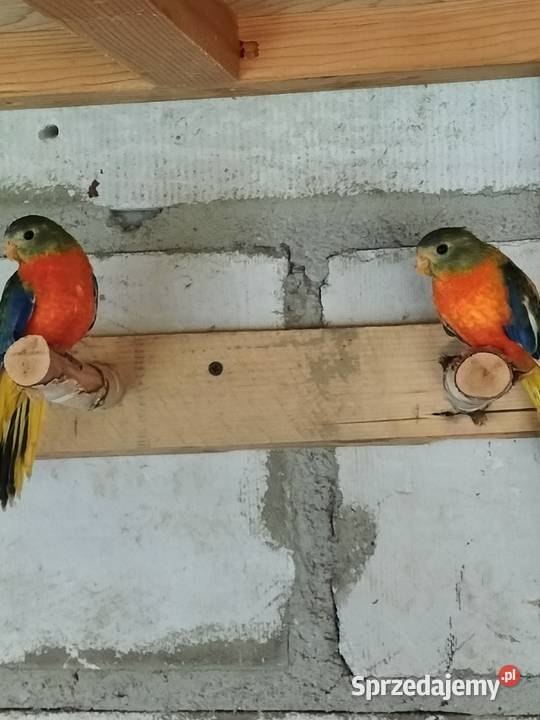 Łąkówki turkusowe Krosno sprzedam