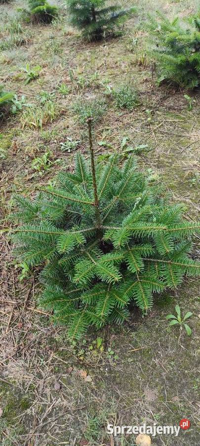 Drzewka iglaste do ogrodu Służewo-Pole