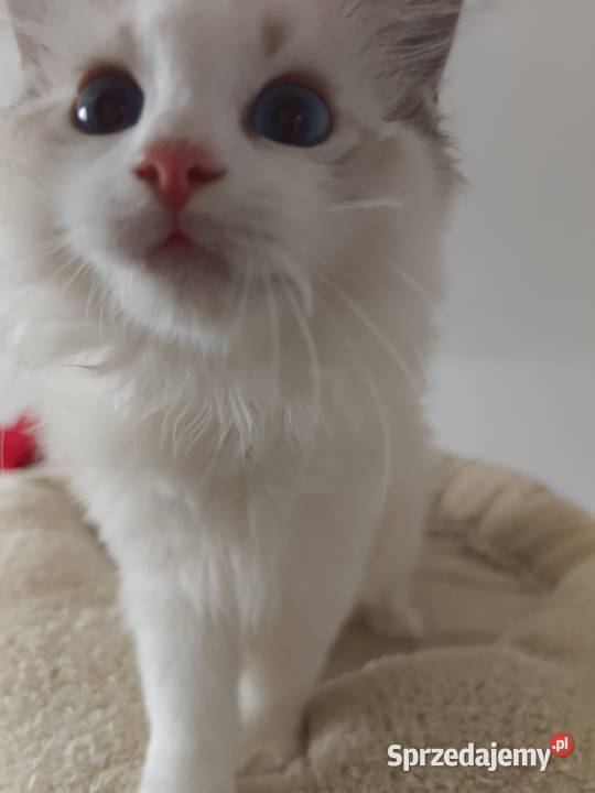 Kocięta Ragdoll towarzyskie hodowla 12 lat Lublin
