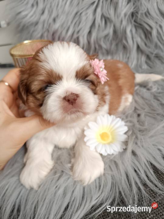 Suczka rasy ShihTzu biało złota Namysłów