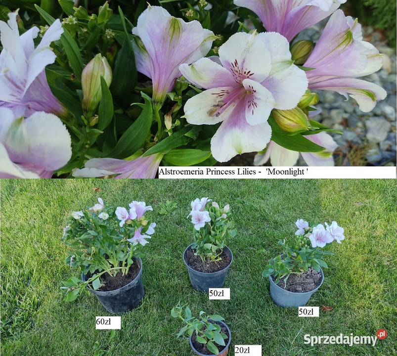 Alstroemeria Inticancha Romance Opole