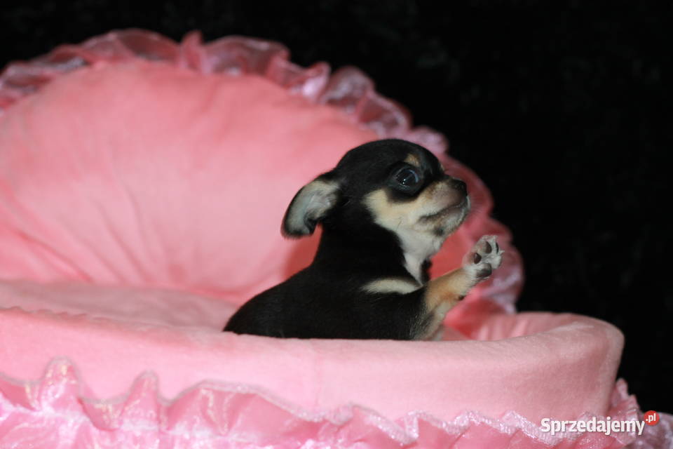 Chihuahua krótkowłosy chłopiec ZKwP FCI zachodniopomorskie Świnoujście sprzedam