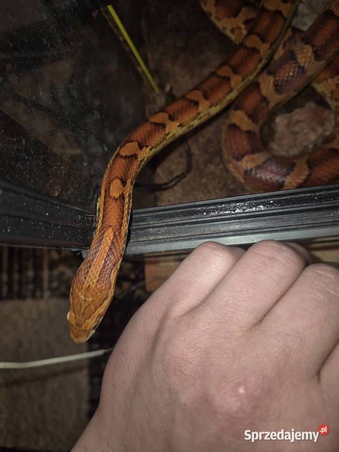 Wąż zbożowy z terrarium plus mata grzewcza Księginice