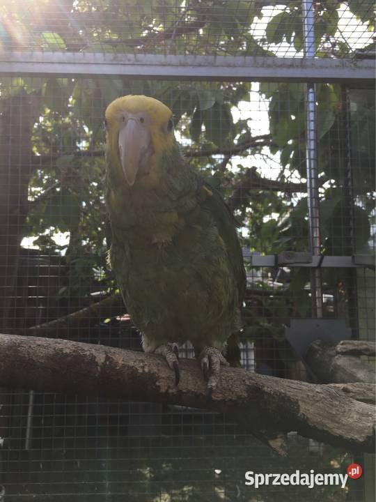 Papuga Amazonka Oratrix / Żółtogardła 2022