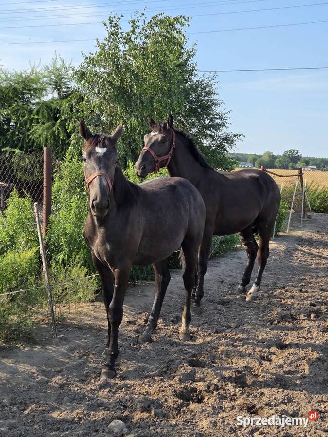 Klacz śląska roczna i dwu letnia kara siwa koń łódzkie Koluszki