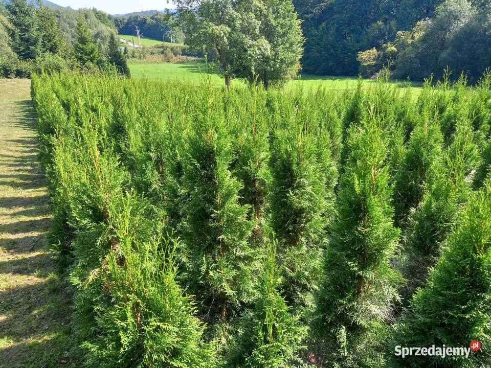 Tuja tuje Szmaragd Kalwaria Zebrzydowska