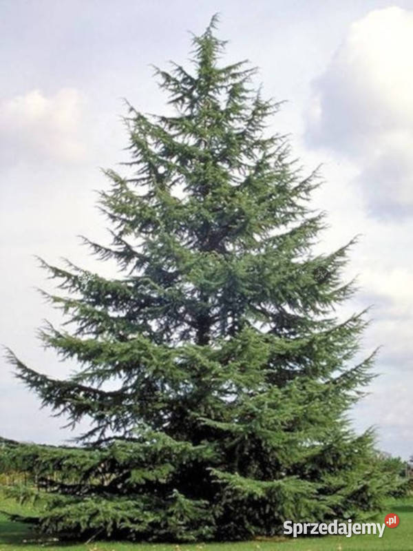CEDR ATLASKI CEDRUS sadzonki w doniczkach Ustronie sprzedam