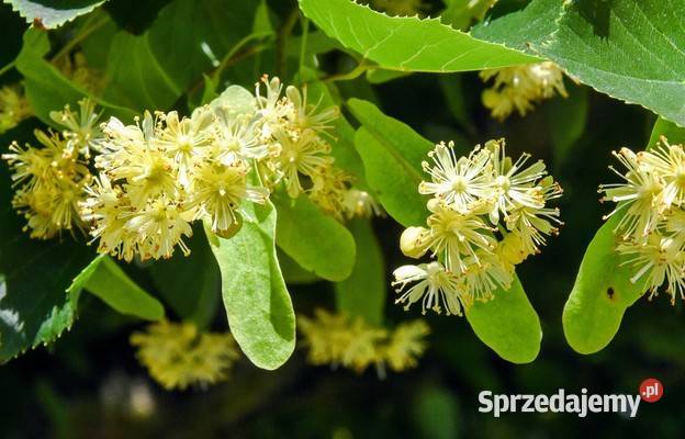 Kwiaty lipy Pozostałe Lubaczów sprzedam