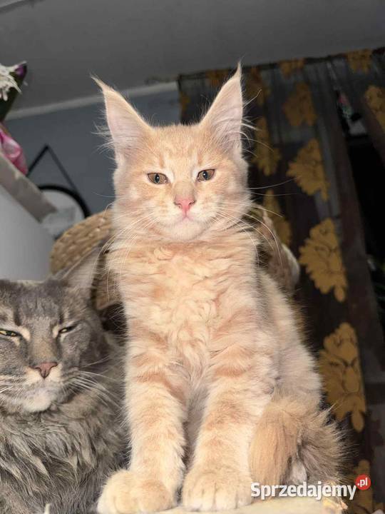 kocurek i kotka Maine Coon Starogard Gdański