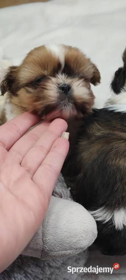 Shihtzu mini Kobierzyce
