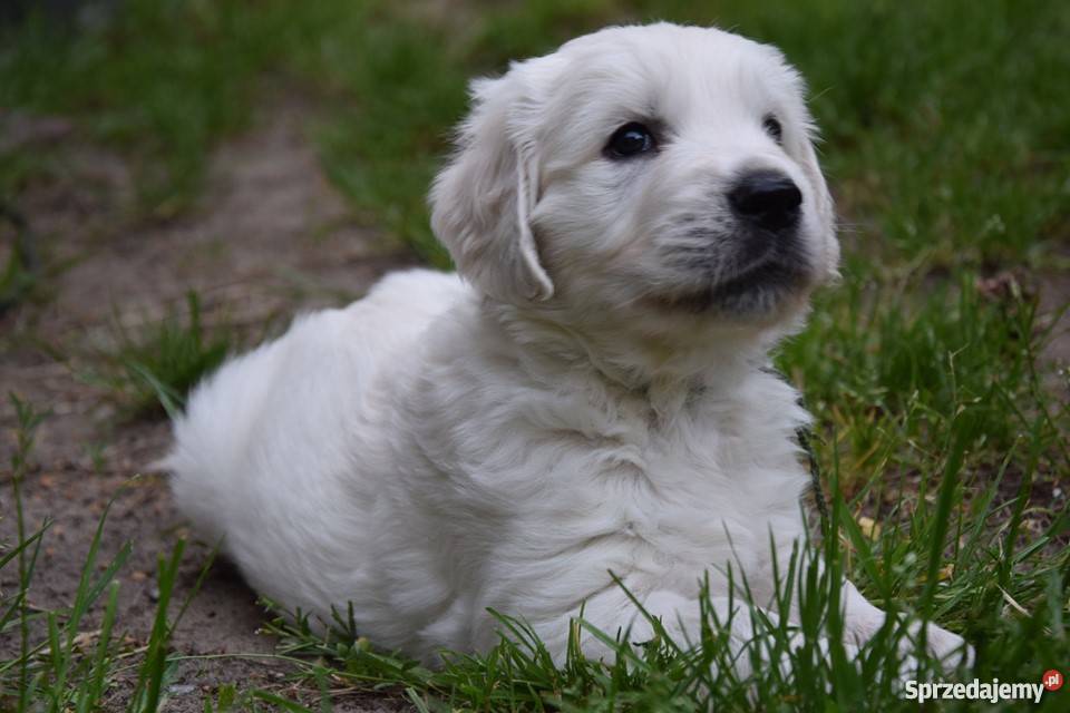 Szczenięta Golden Retriever Championie sprzedam