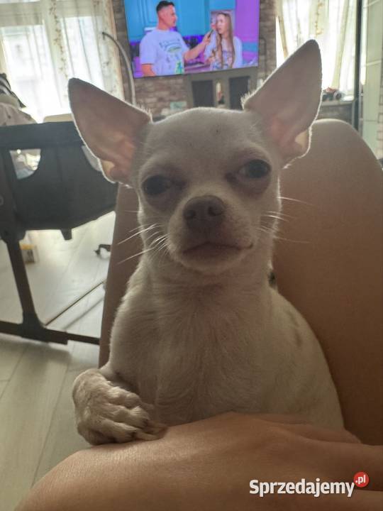 chihuahua XS roczny albinos wabi się gizmo łódzkie Łódź