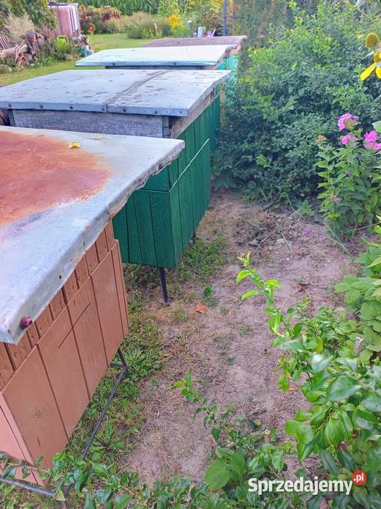 Ule wielkopolskie 12 ramkowe z pełną nadstawką Siostrzytów