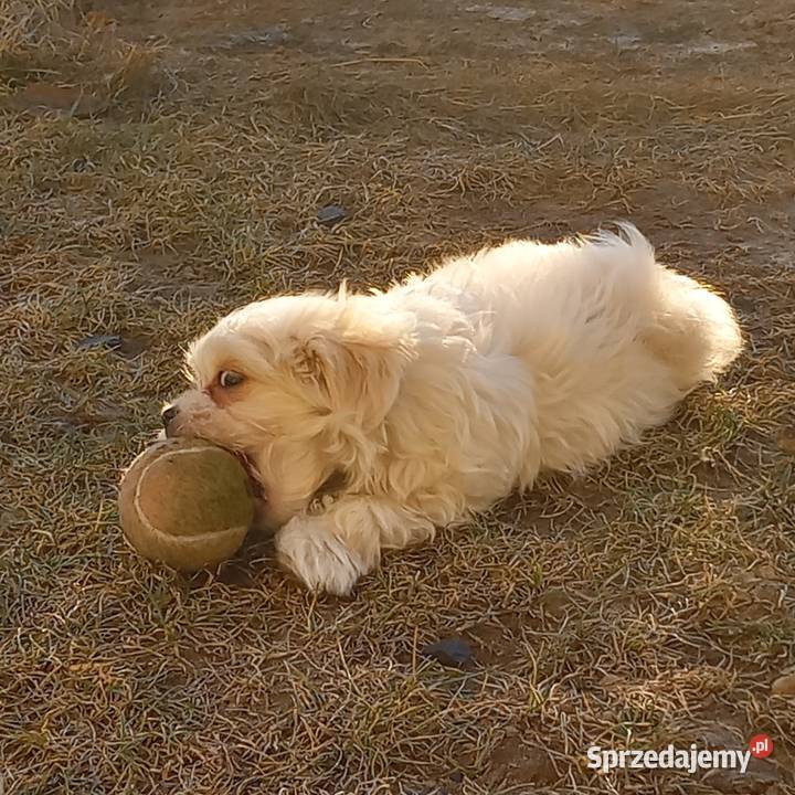Maltaczyk chłopak Reducin