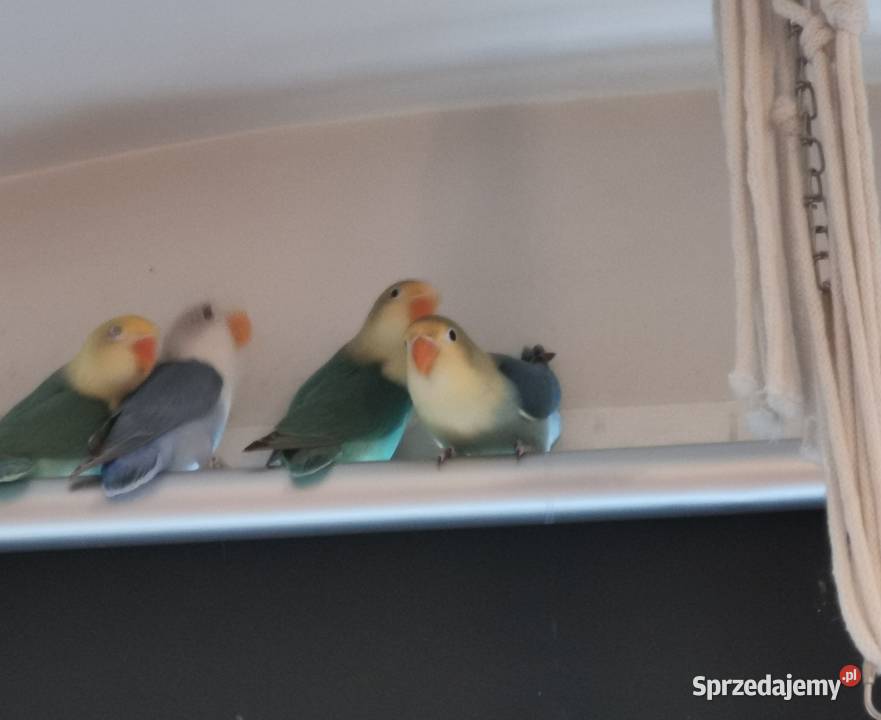 Papużki nierozłączki Fischer