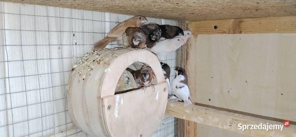 Mewki japońskie 2025 Pruchna