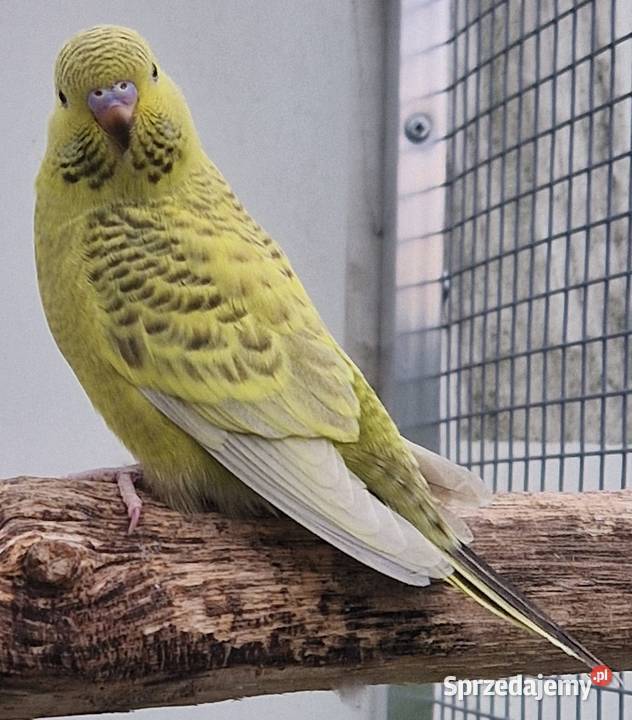 papużka falista blackface łatwo się oswaja może Katowice