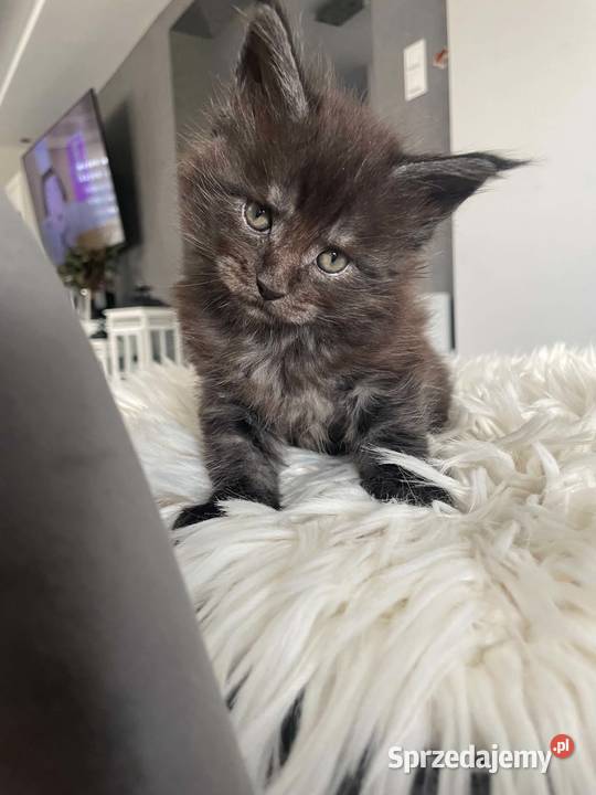 Ares kocurek Maine Coon Nowa Wieś Lęborska