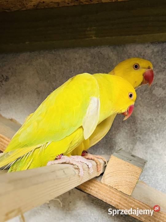 Aleksandretty obrożne para Pszczyna