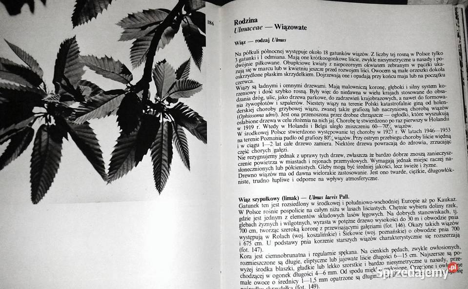 Nasze drzewa Władysław Strojny Pozostałe Chełm