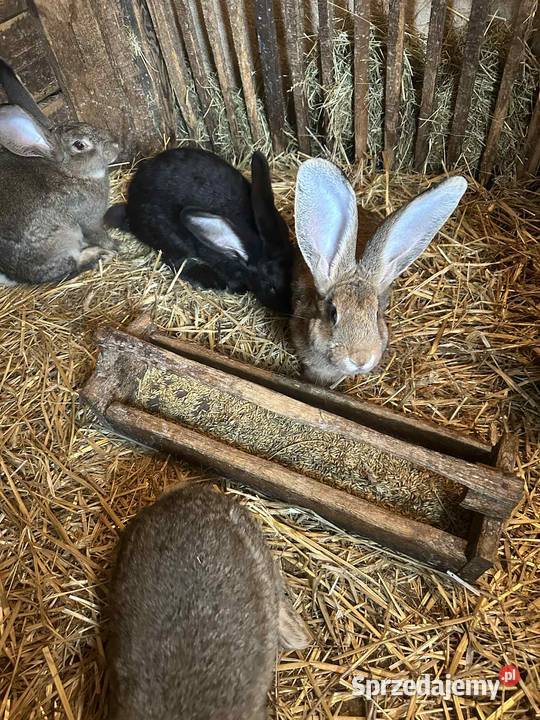 Sprzedam króliki Doruchów