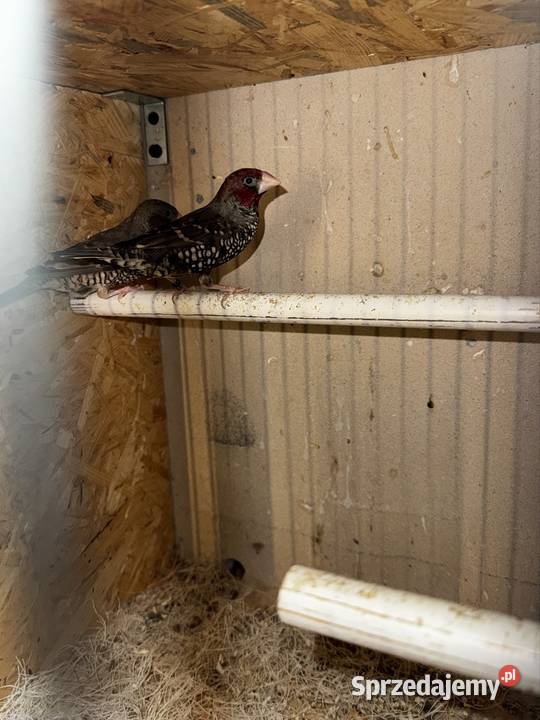 Amadyny Czerwonogłowe Skała