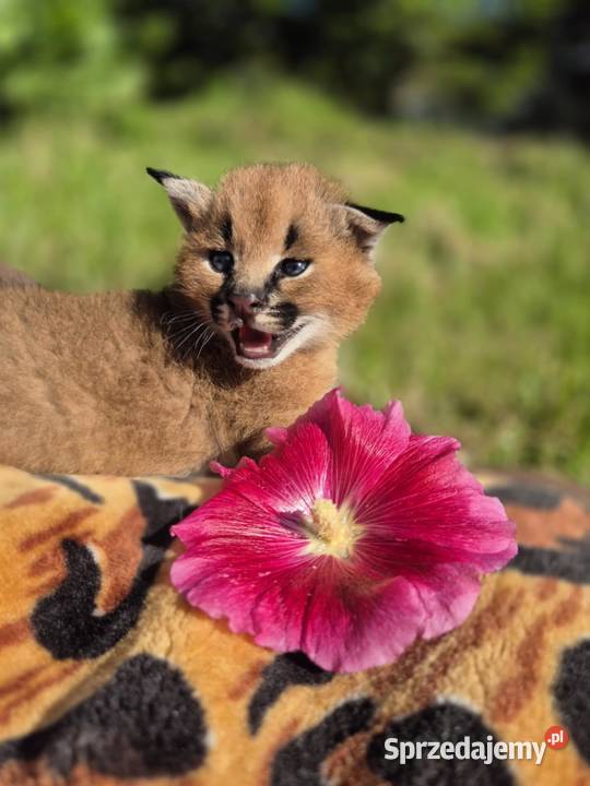 Karakal stepowy caracal młode koty łagodne warmińsko-mazurskie Pasłęk