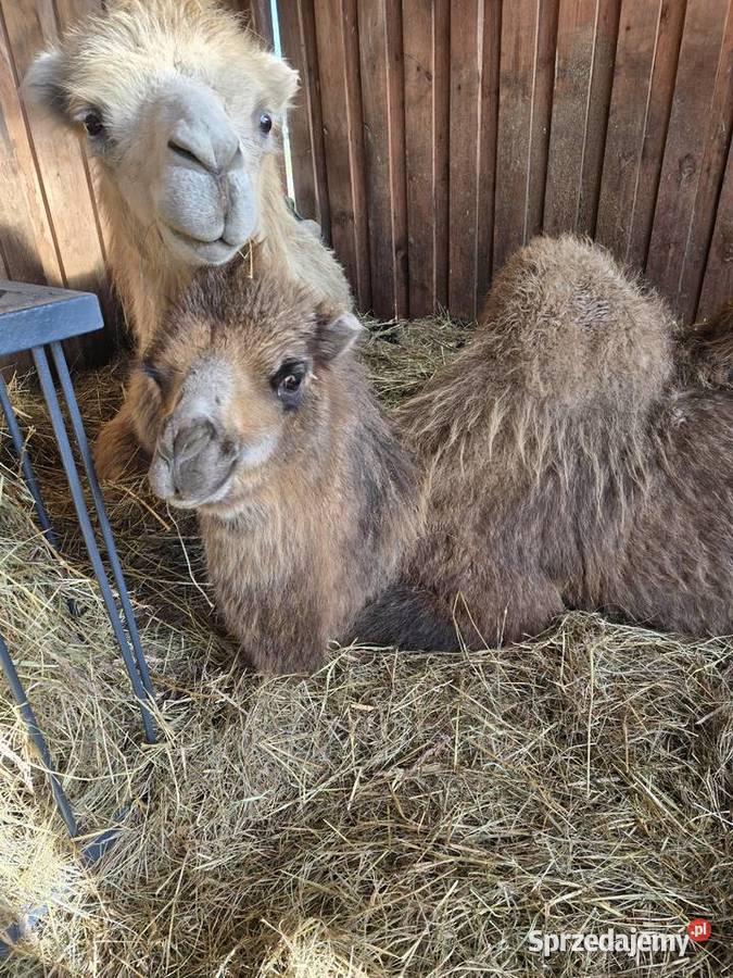 Wielbłąd dwugarbny samica z 2025r śląskie Poczesna sprzedam