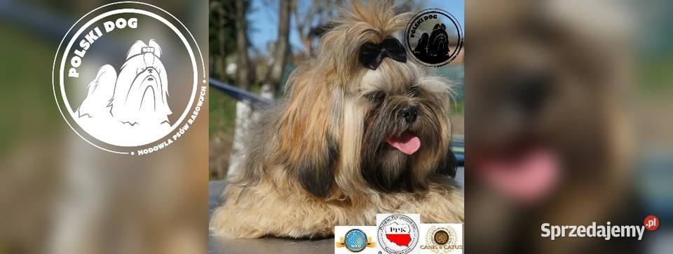 ShihTzu z IV pokoleniowym rodowodem DNA Polski Kozy