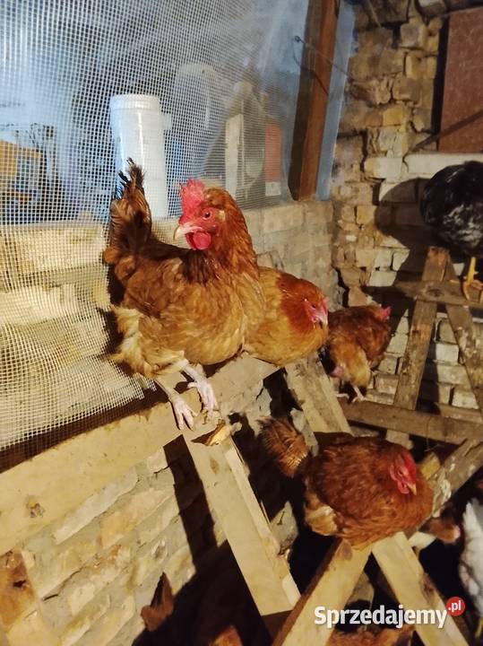 Kury nioski sprzedam Drób i ptactwo