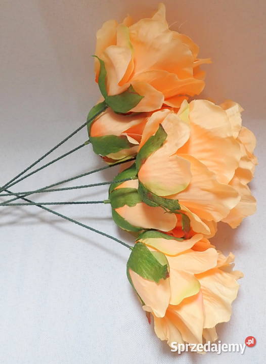 Róża rozwinięta brzoskwiniowa 1 śr 9 P1414 Siewierz