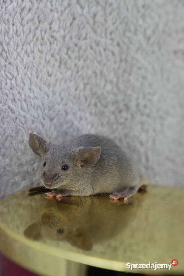 MYSZY RASOWE MYSZY RODOWODOWE MYSZY Częstochowa