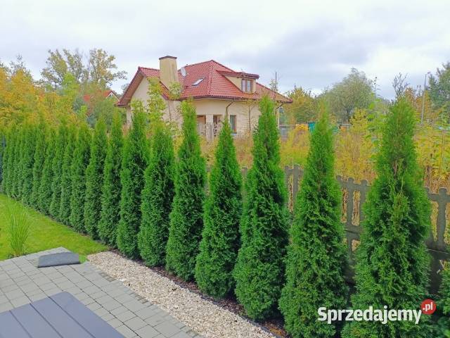 Tuja szmaragd tuje thuja smaragd szmaragdowa Gorlice