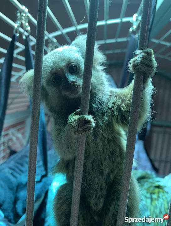 Sprzedam Małpka Marmozeta Białoucha Callithrix mazowieckie sprzedam