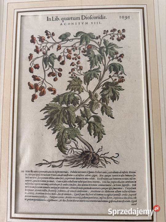 Antyczny Miedzioryt 1563 Oryginalny Starodruk Antyki Antyki, Sztuka, Kolekcje