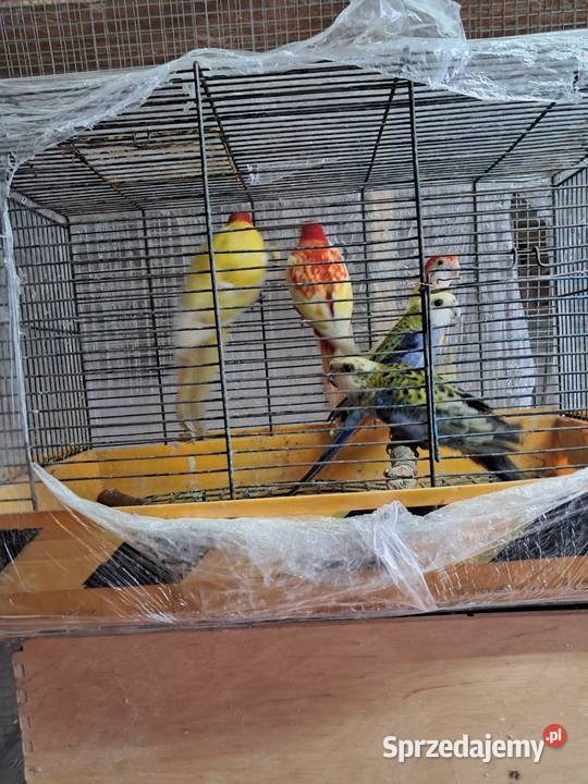 Sprzedam papugi Jędrzejów