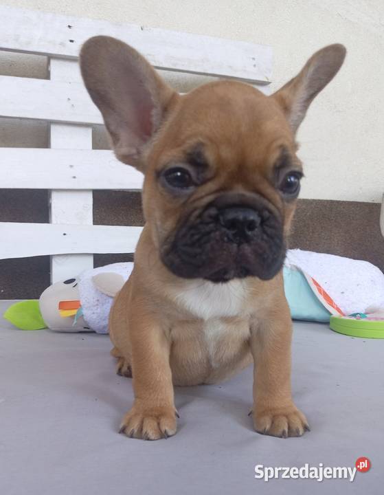 Buldog francuski Legionowo sprzedam