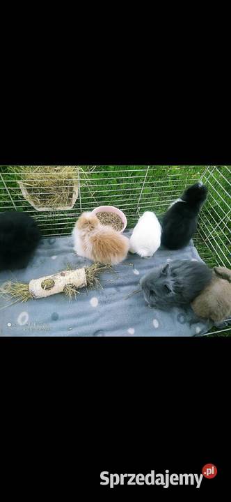 karzełek teddy królik miniaturka mini lop mini Rzeszów