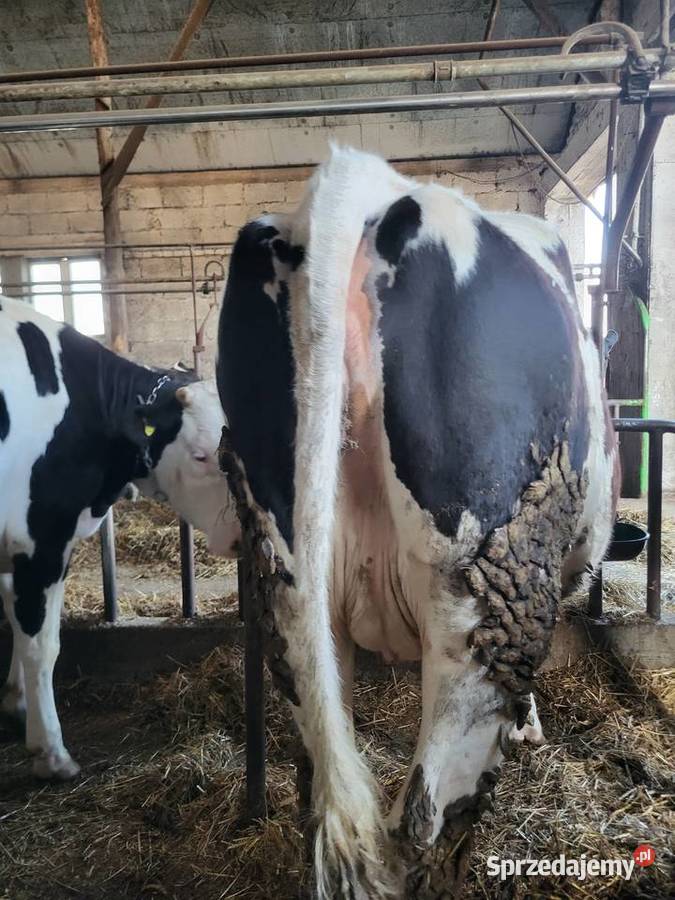 Jałówki wysokocielne